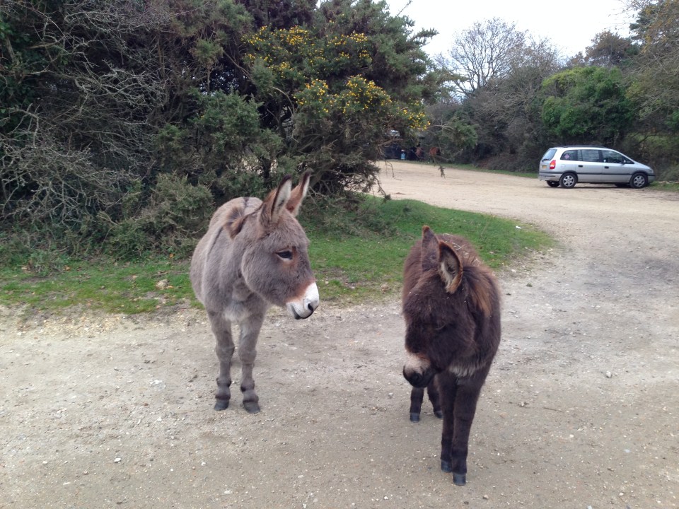 New Forest donkeys