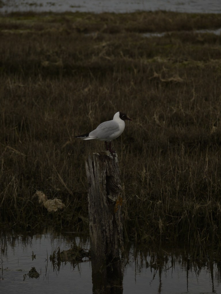 Black Headed Gull